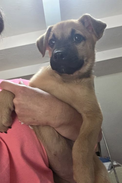 SRV GUATEMALA : LYDIA - German Shepherd Dog / Collie available for adoption