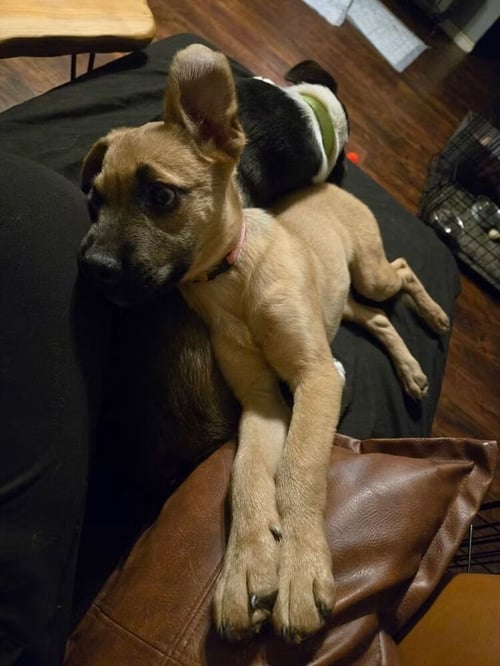 SRV GUATEMALA : LYDIA - German Shepherd Dog / Collie available for adoption