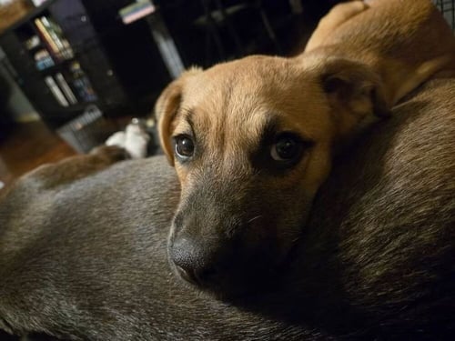 SRV GUATEMALA : LYDIA - German Shepherd Dog / Collie available for adoption