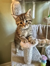 Ferns Felines : Fletcher - Photo 1