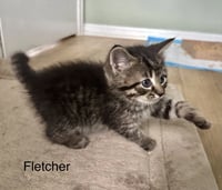 Ferns Felines : Fletcher - Photo 2