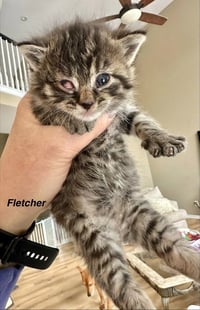 Ferns Felines : Fletcher - Photo 3