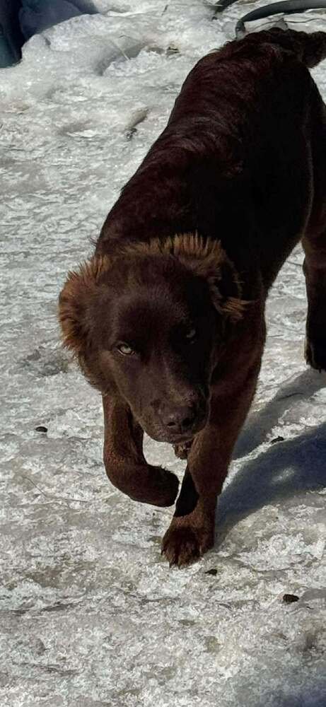 ACE MCGEE - Australian Shepherd / Border Collie available for adoption