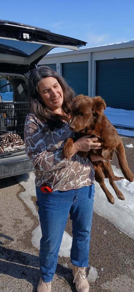 ACE MCGEE - Australian Shepherd / Border Collie available for adoption