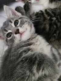 Londyn Kitties : Sage - Photo 1