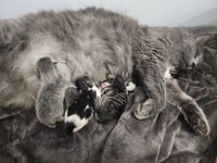 Londyn Kitties : Sage - Photo 2
