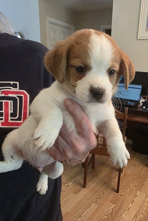 HORSING AROUND : SEATTLE SLEW - Terrier / Beagle available for adoption