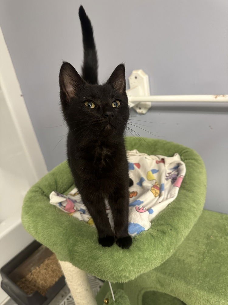 LIVVY KITTEN - Domestic Short Hair available for adoption