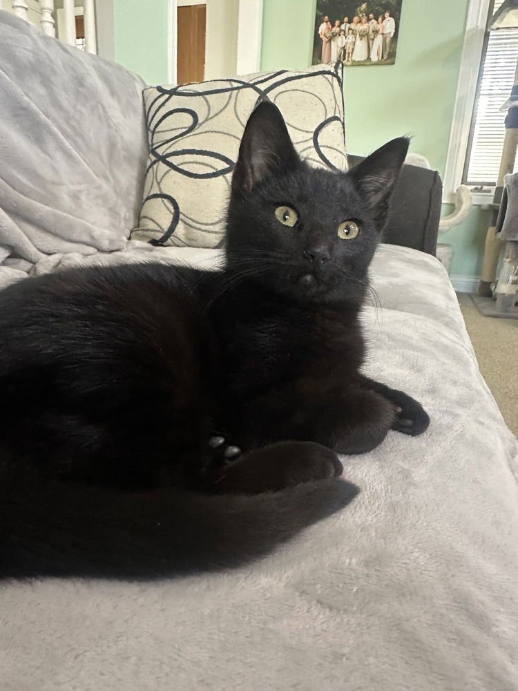 LIVVY KITTEN - Domestic Short Hair available for adoption