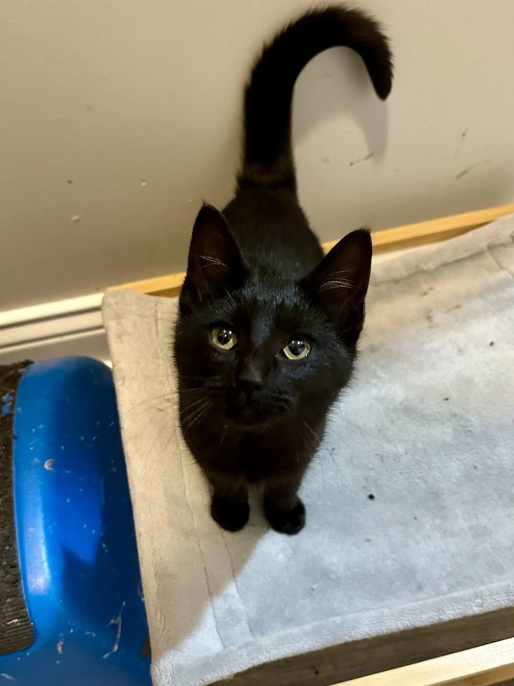 Livvy kitten - Photo 4