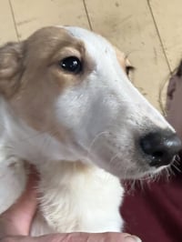 Dallies : Luna - Photo 1