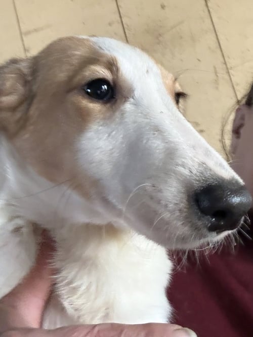 DALLIES : LUNA - Collie / Dalmatian available for adoption