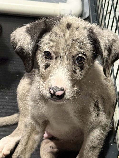 BACK TO SCHOOL : MR. GELLER - Catahoula Leopard Dog / Labrador Retriever available for adoption