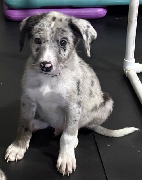 BACK TO SCHOOL : MR. GELLER - Catahoula Leopard Dog / Labrador Retriever available for adoption