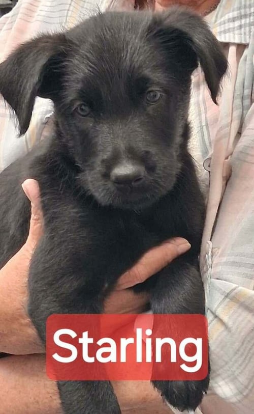 POLICE SQUAD : STARLING - Giant Schnauzer / Belgian Shepherd Malinois available for adoption
