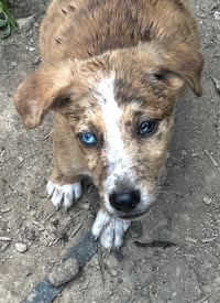BRE Paws : Brett - Photo 1