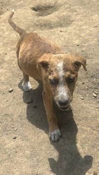 BRE Paws : Brett - Photo 2