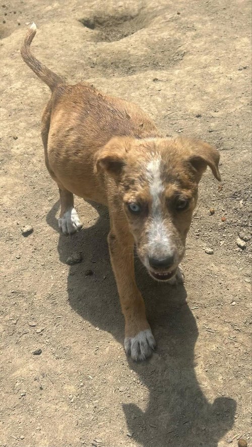 BRE PAWS : BRETT - Australian Shepherd available for adoption