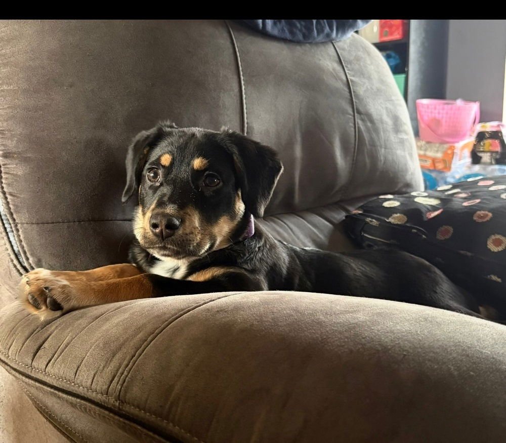 GERMAN CUISINE : SOURCRAUT - German Shepherd Dog / Labrador Retriever available for adoption