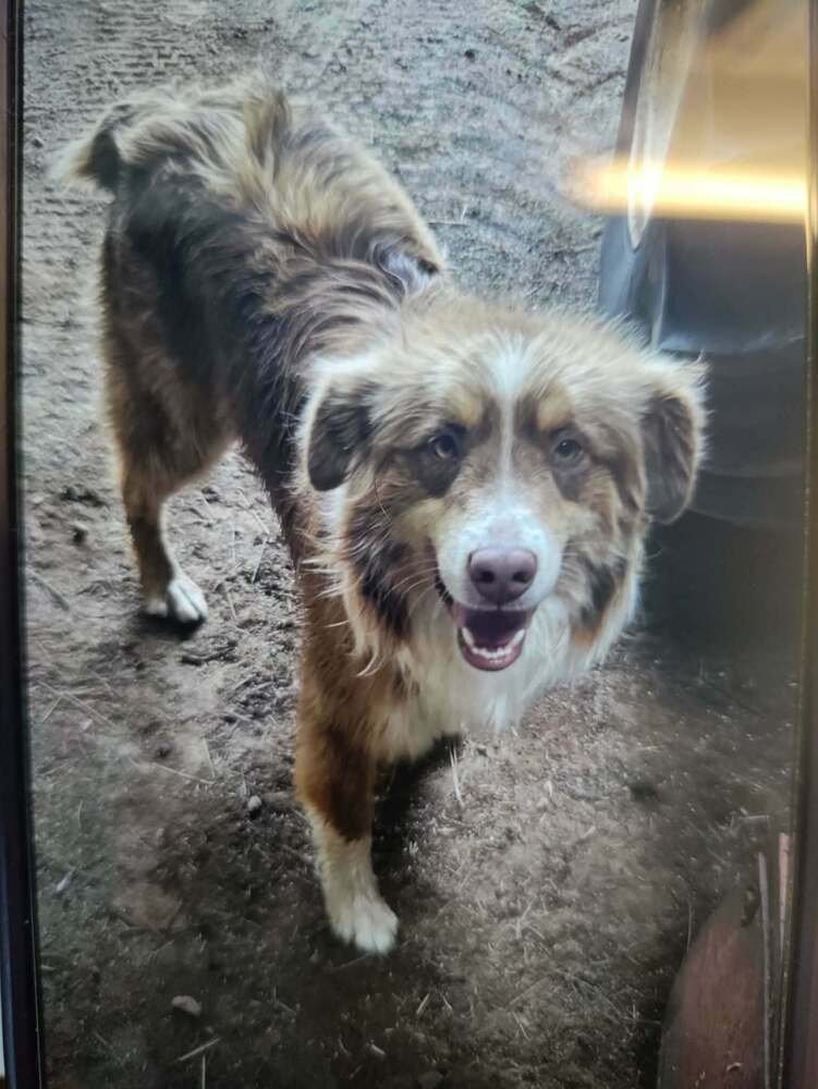 REXSTER - Australian Shepherd available for adoption