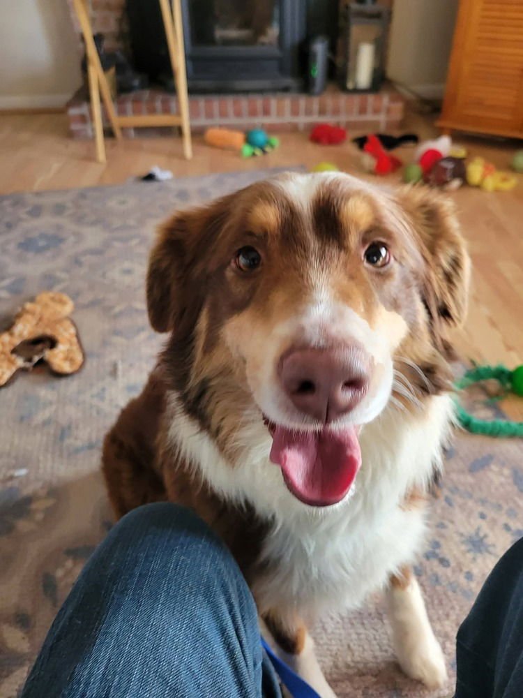 REXSTER - Australian Shepherd available for adoption