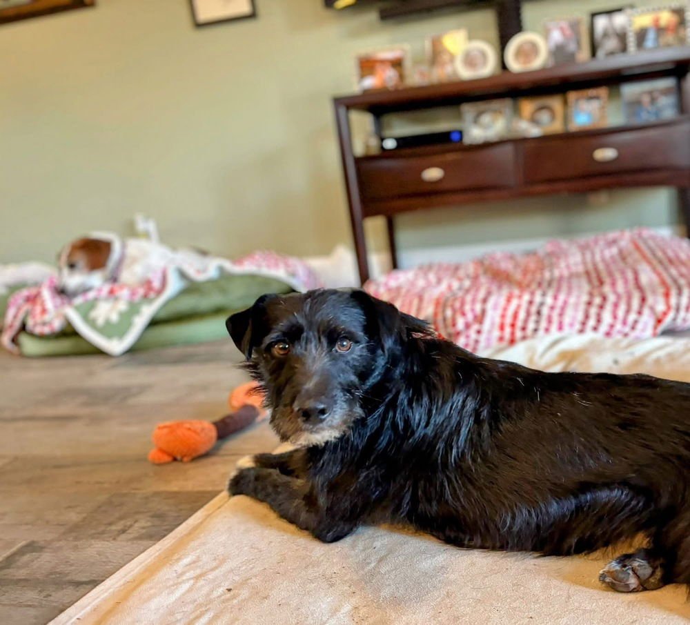 BENNETT - Labrador Retriever / Schnauzer available for adoption