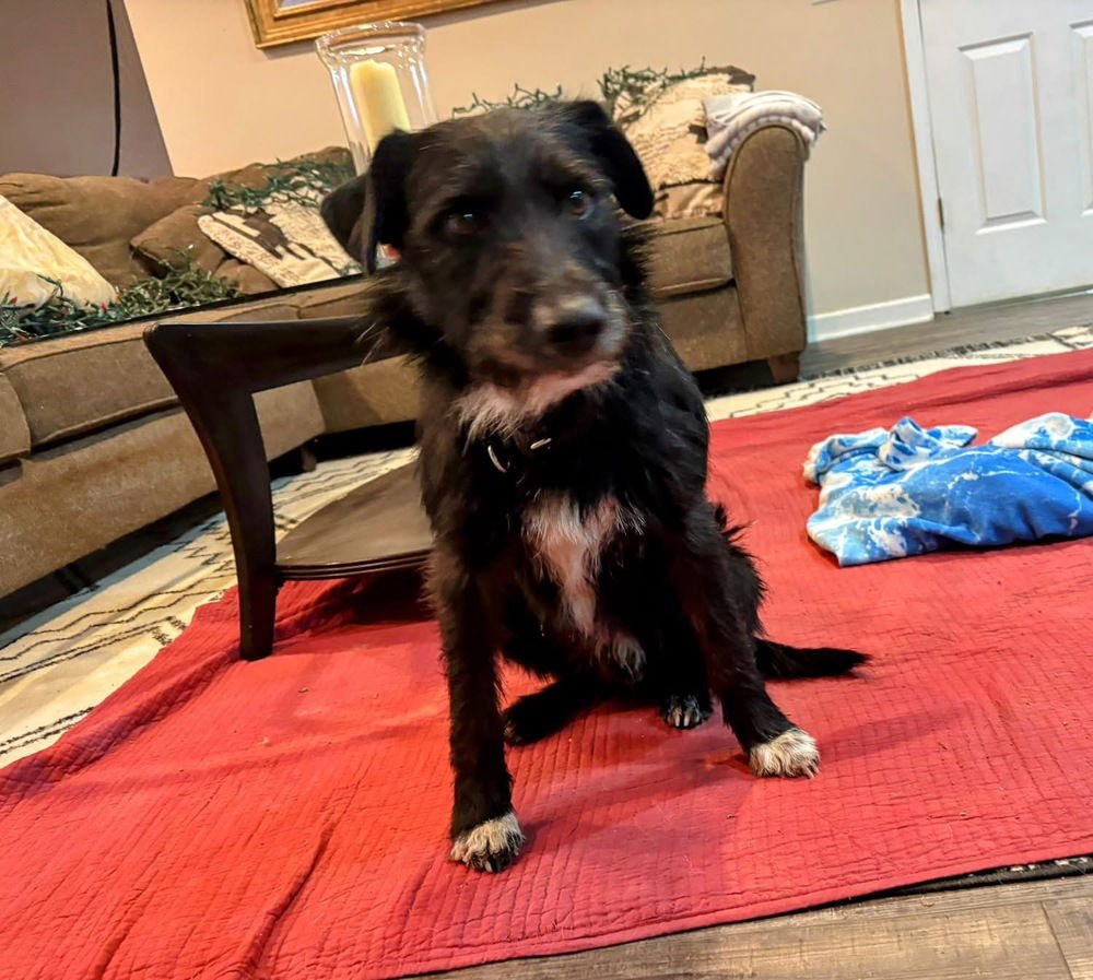 BENNETT - Labrador Retriever / Schnauzer available for adoption