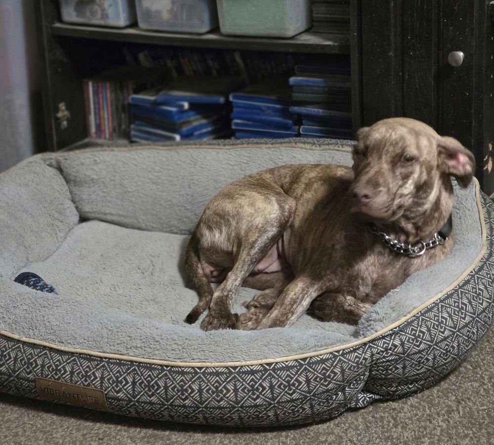 COPPER GIRL - Boxer / Labrador Retriever available for adoption