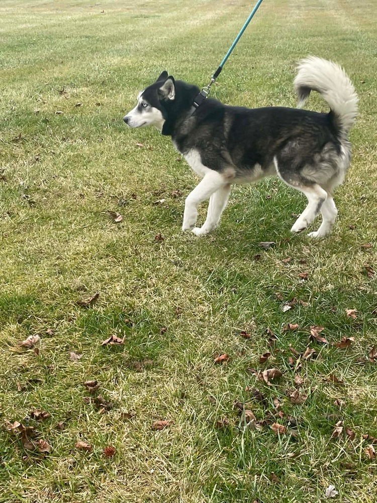 BANDITSKI - Husky available for adoption