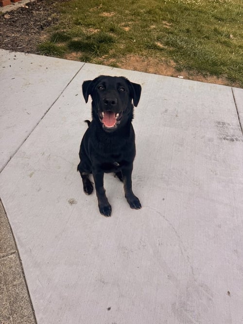 TOY STORY PAWS : WOODY - German Shepherd Dog / Rhodesian Ridgeback available for adoption