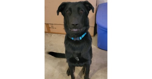 TOY STORY PAWS : WOODY - German Shepherd Dog / Labrador Retriever available for adoption