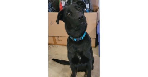 TOY STORY PAWS : WOODY - German Shepherd Dog / Labrador Retriever available for adoption
