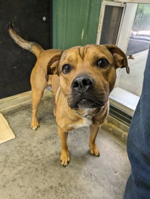 RC BUDDY - English Bulldog / Beagle available for adoption