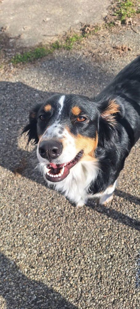 MISS GYPSY - Border Collie / Australian Shepherd available for adoption
