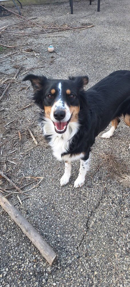 MISS GYPSY - Border Collie / Australian Shepherd available for adoption