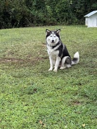 Sadie Mama - Photo 1