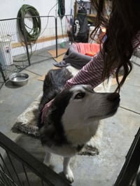 Sadie Mama - Photo 2