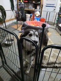 Sadie Mama - Photo 3