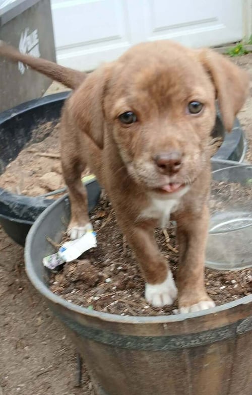 FAMILY TREES : MAPLE - Labrador Retriever / Terrier available for adoption