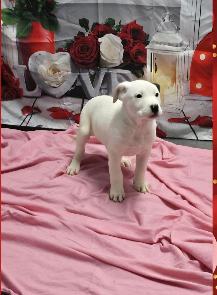 MARION BS : BREA - Pit Bull Terrier available for adoption