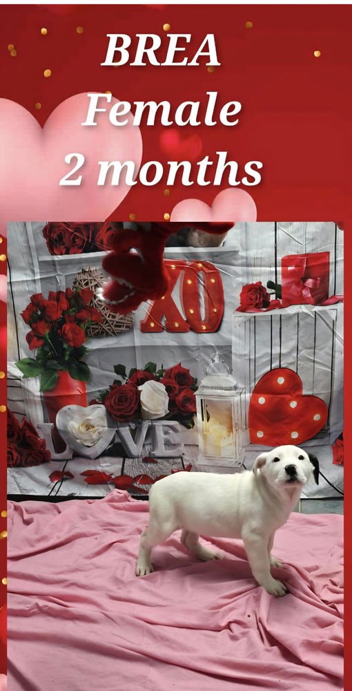 MARION BS : BREA - Pit Bull Terrier available for adoption