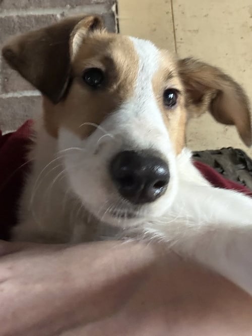 DALLIES : LILLY - Collie / Dalmatian available for adoption