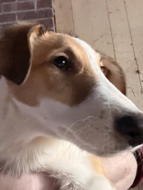 DALLIES : LILLY - Collie / Dalmatian available for adoption