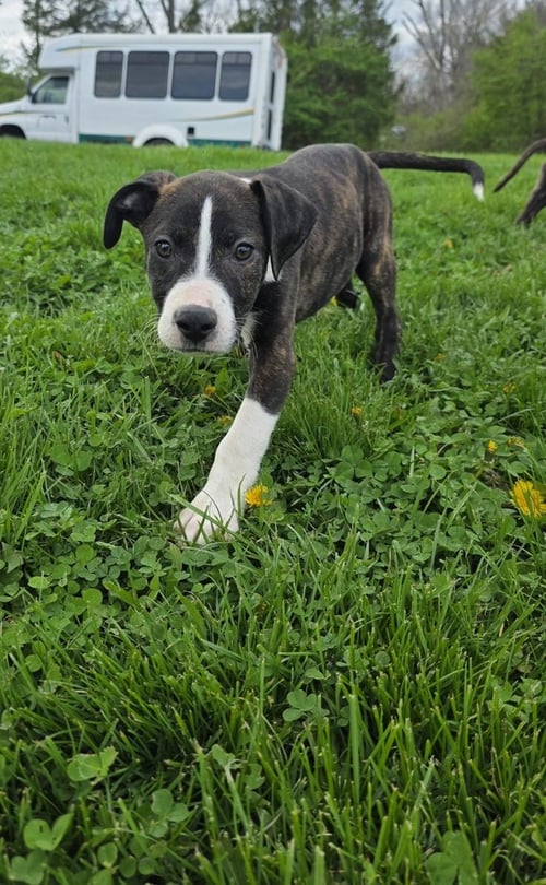 SRV PALAU : IAN - Boxer / Beagle available for adoption