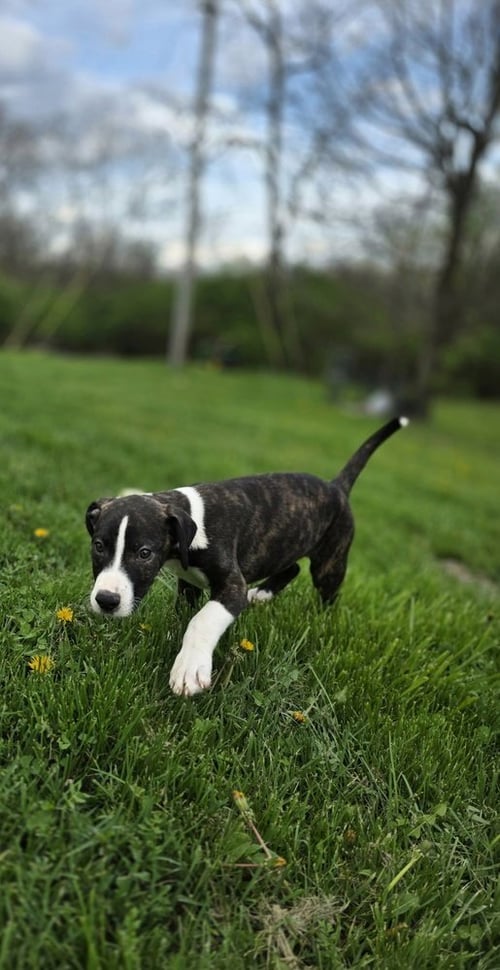 SRV PALAU : IAN - Boxer / Beagle available for adoption