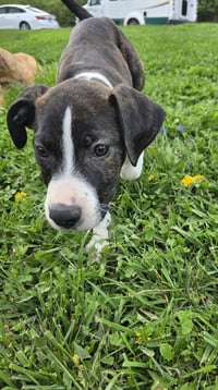 SRV Palau : Ian - Photo 3