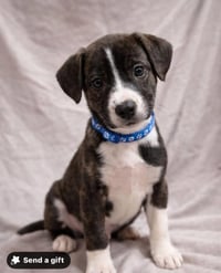 SRV Palau : Ian - Photo 4