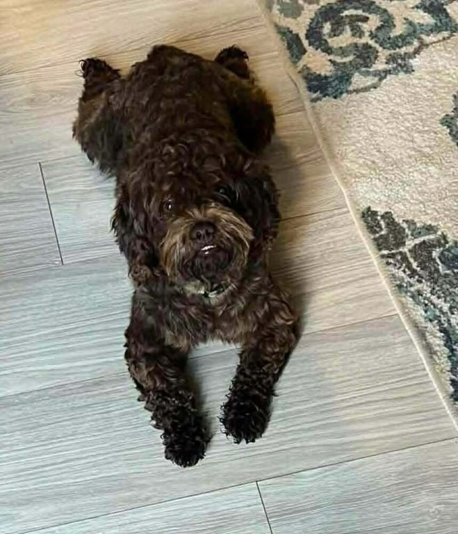 Yogi Image