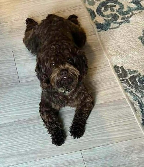 YOGI - Poodle (Miniature) available for adoption