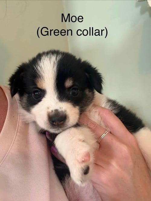 STOOGES : MOE - Australian Shepherd / Terrier available for adoption
